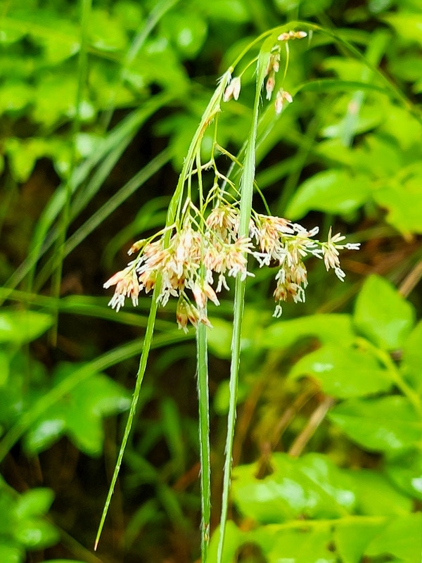 flora & fauna in Silz, Tirol